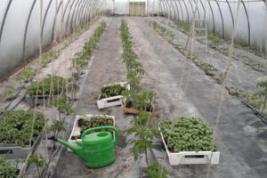 mit Tomaten bepflanzeter Folientunnel